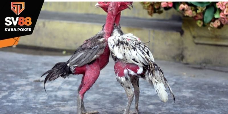 Chăm sóc gà chọi sau đá giúp làm sạch cơ thể