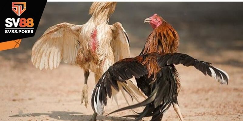 Kết quả chung cuộc trong trận đá gà 24 tỷ
