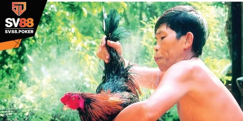 Xử lý khi gà mới đá