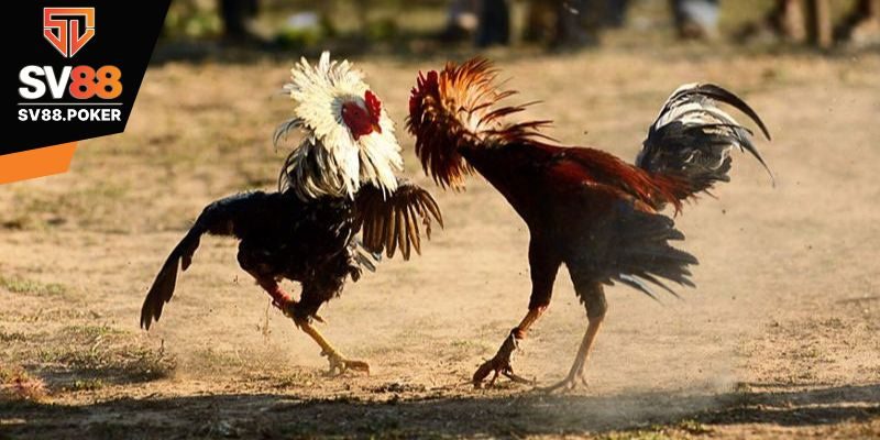 Bí kíp nuôi gà đá cựa sắt cơ bản cho sư kê