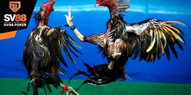 Quy trình theo dõi và cược trận đá gà trực tiếp