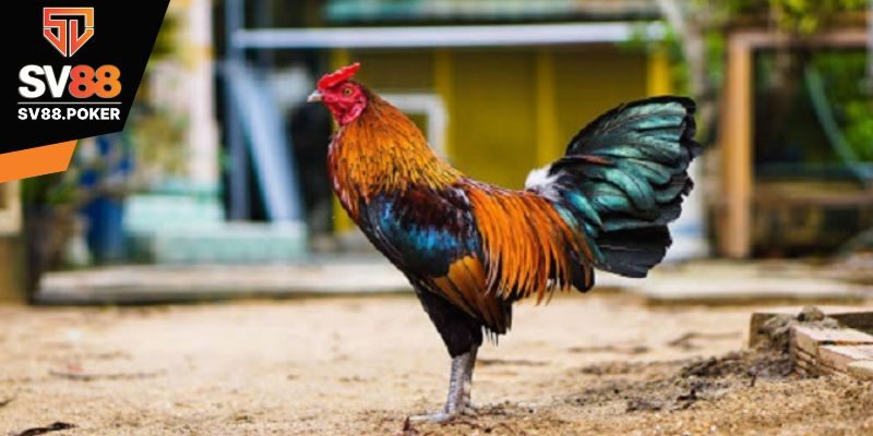 Tầm quan trọng của việc nuôi gà đá cựa sắt