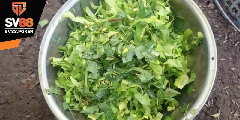 Thức ăn khi nuôi gà đá cựa sắt