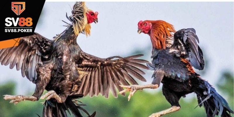 Cách tham gia cá cược đá gà Casino đá gà C1