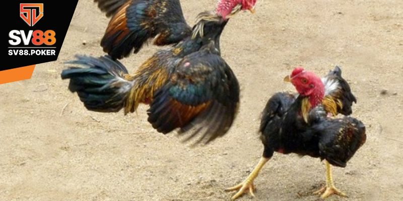 Đánh giá sức mạnh của chiến kê có vảy ngũ quý