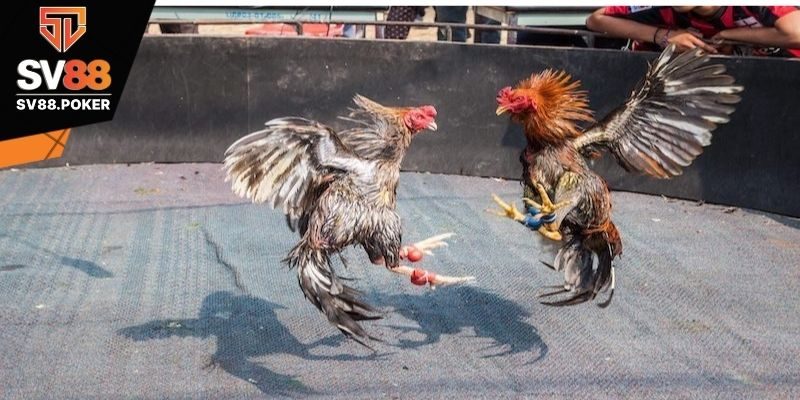 Dùng vật liệu hỗ trợ