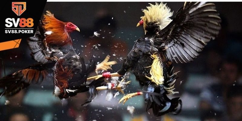 Giới thiệu Casino đá gà C1
