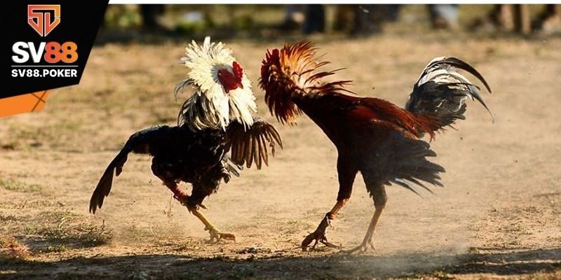 Lợi ích của việc luyện tập cho gà đá cựa sắt?