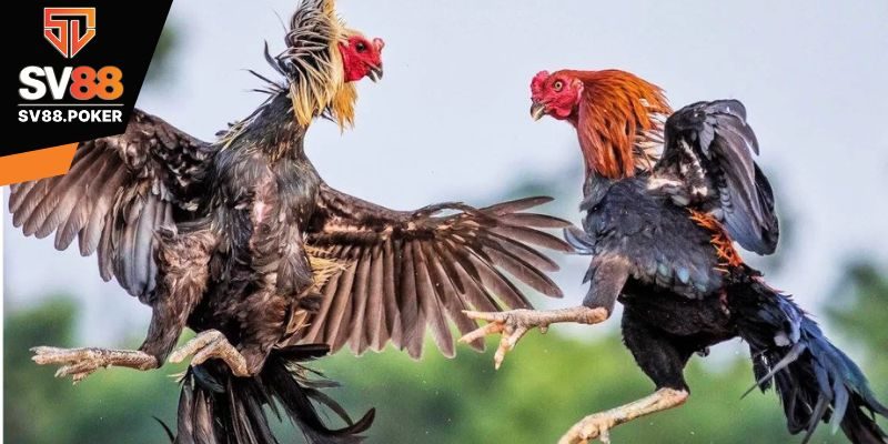 Nên nuôi gà đá vảy ngũ quý để chiến thắng